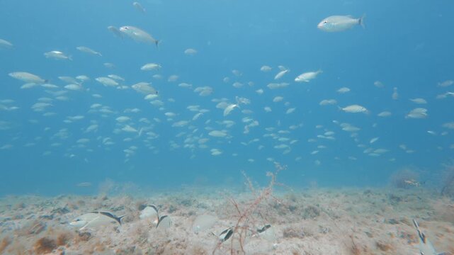 tropical fish swimming in ocean with coral reef