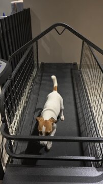 A Jack Russell Terrier runs on a treadmill.