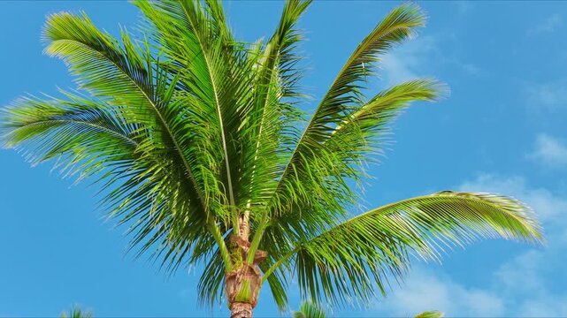 Low angle view of tall coconut palm tree crown swaying in warm trade wind against vivid blue sky with soft white clouds on Big Island Hawaii. Tropical drone summer vacation mood.