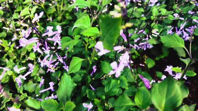 Purple Cat Whiskers Orthosiphon Stamineus Lavender Flowers Bed Close Up, 4K Slow Motion Cinematic Background