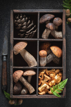 Fresh and wild mushrooms picked from deciduous forest.
