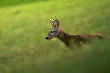 Reh im Gras © Micha