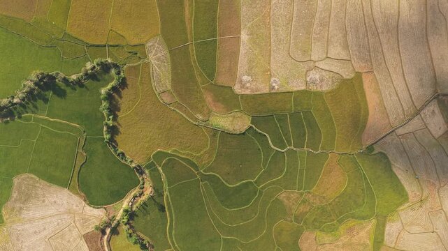 Aerial view of the lush green and golden rice terraces of Kampung Prai Ijing, showcasing intricate patterns of agricultural land use in Kota Walkabubak, East Nusa Tenggara, Indonesia.