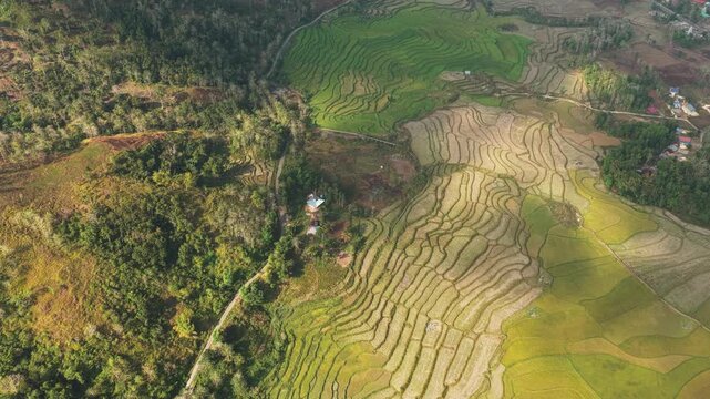 Aerial view of the lush green rice terraces at Kampung Prai Ijing in Kota Walkabubak, East Nusa Tenggara, Indonesia.