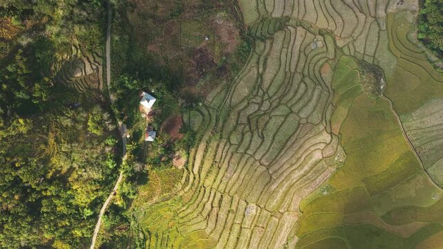 Aerial view of the traditional houses and lush green rice terraces of Kampung Prai Ijing in Kota Walkabubak, East Nusa Tenggara, Indonesia.