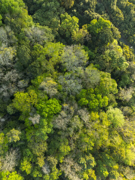 Aerial view of the lush canopy of Parque Nacional Barranca del Cupatitzio with dense foliage and varied tree textures in Uruapan, Michoacan, Mexico.