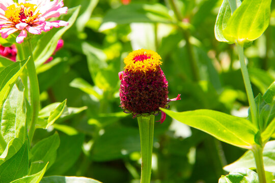 A scabiosa-flowered zinnia bud