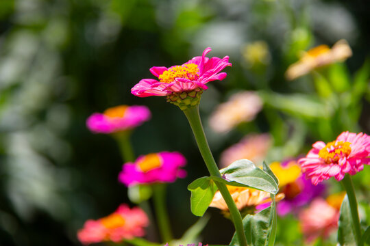 Close-up of a pink zinnia flower