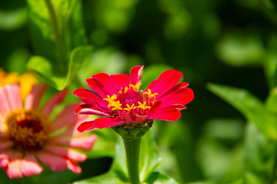 Close-up of a red zinnia flower