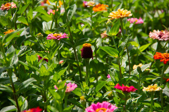 Yellow, pink and red zinnia flowers