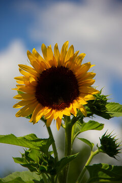 Fully bloomed sunflower