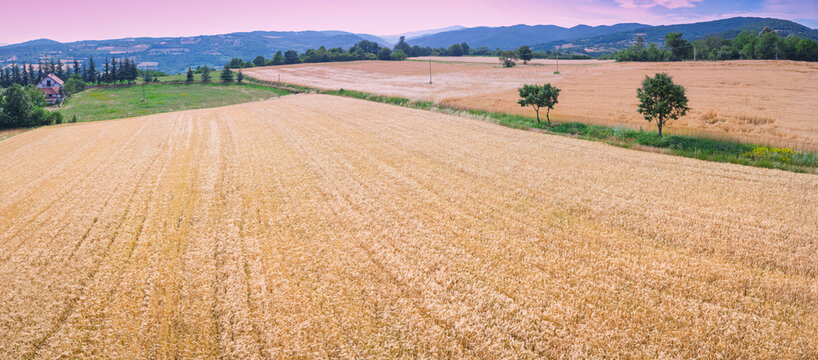 Golden wheat field stretching into the distance with distant hills and a clear sky, symbolizing agriculture, harvest, and rural life