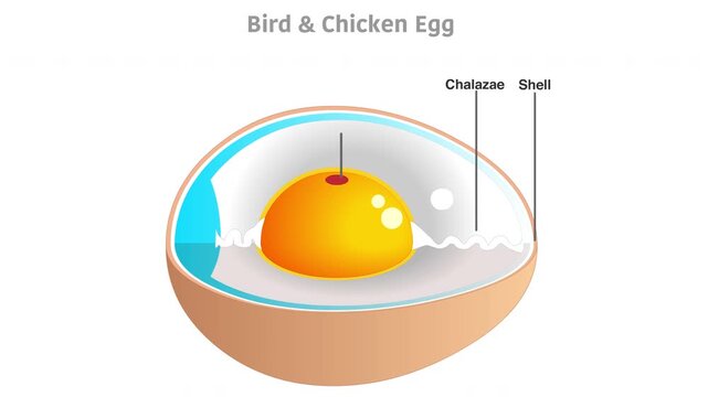 Egg anatomy anatomy. Bird and chicken egg diagram. Cross section. Embryo. Detailed birds, chickens reproductive system. Simple annotated. White background footage video