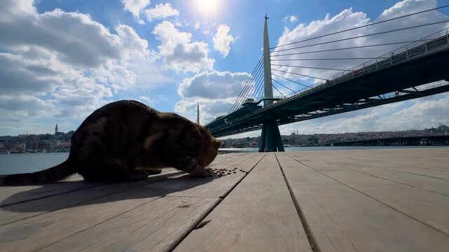 Silhouette of a stray cat eating dry food on wooden waterfront in Istanbul with Halic Metro Bridge and city skyline in background - wide angle view