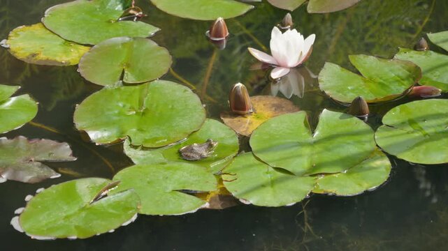 Small Frog Resting on Water Lily Pads in Pond