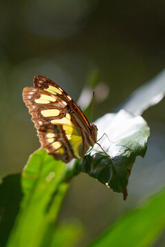 View of a Malachite butterfly resting on a vibrant green leaf with sunlight highlighting its yellow and brown patterned wings in Santo Domingo, Distrito Nacional, Dominican Republic.