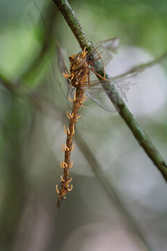View of a dragonfly infected with parasitic Cordyceps fungus, with fungal stalks emerging from its body while hanging from a thin branch in Santo Domingo, Distrito Nacional, Dominican Republic.