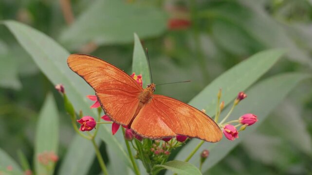 Orange Julia Butterfly Feeding on Tropical Flowers