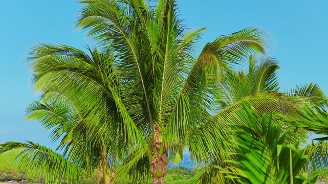 Lush green coconut palm trees sway in warm trade winds against clear blue sky on Big Island Hawaii with ocean and golf course greens behind swaying fronds in bright tropical sunlight.