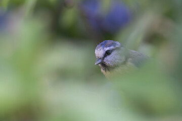 Portrait einer Blaumeise © Christina Pichler