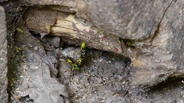 Eastern yellowjacket (Vespula maculifrons) flying and crawling at a nest entrance in dirt and wood