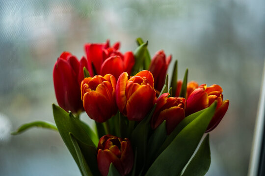 Vibrant bouquet red tulips indoor