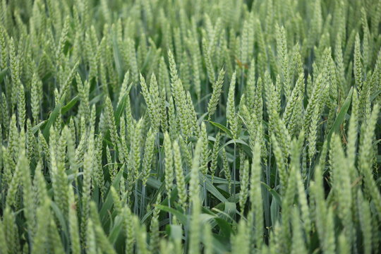 Green wheat spikes in farm field