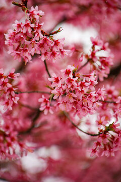 Beautiful cherry blossoms in full bloom