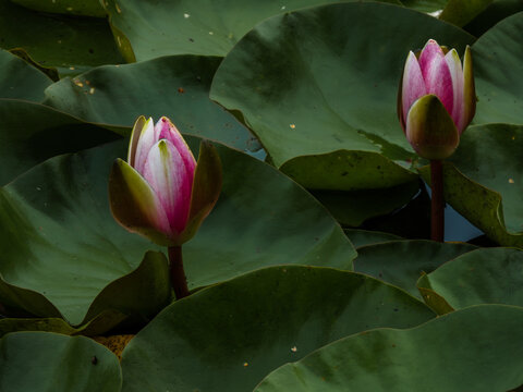 Beautiful pink water lily on green leaves