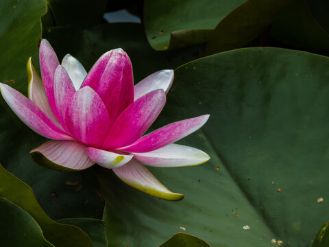 Beautiful pink water lily on green leaves