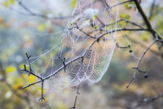 View of a delicate spider web covered in morning dew on tree branches near Almsee in Gmunden District, Upper Austria, Austria.