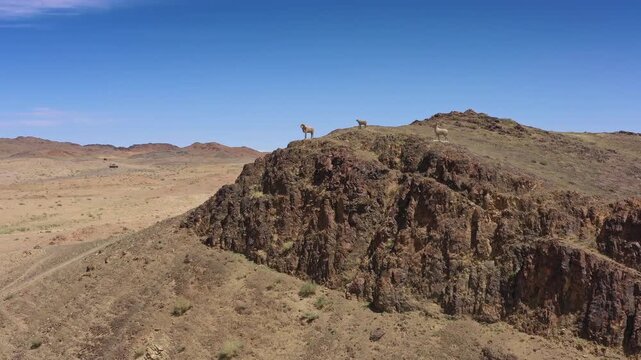Aerial view of a rocky hill in the desert landscape with wild animals standing on the ridge under a clear blue sky in Mongolia.