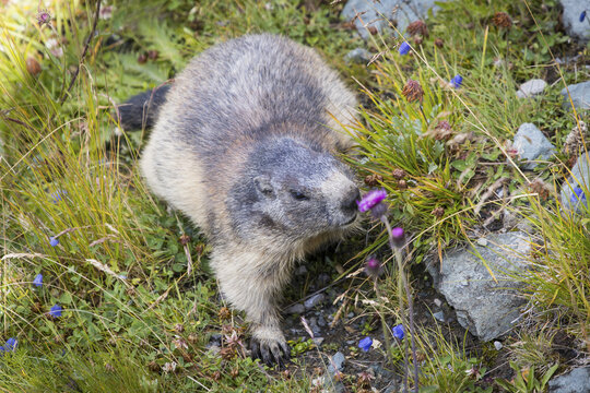 View of an alpine marmot sniffing a purple wildflower in a grassy meadow within the Nationalpark Hohe Tauern in Matrei in Osttirol, Carinthia, Austria.