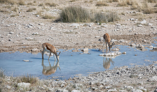 View of two springbok drinking from a waterhole in the arid landscape of Etosha National Park, Namibia.