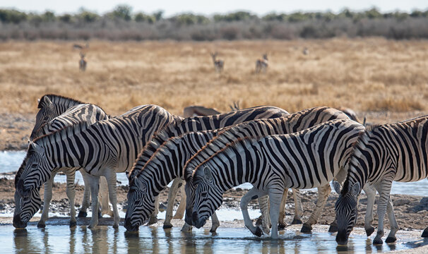 View of a herd of zebras drinking water at a waterhole in the dry savanna landscape of Etosha National Park, Namibia.