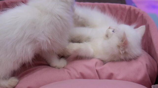 Fairy Cats Playing in a Pink Cloud! Fluffy White Fairies Pouncing on a Pink Bed, Just White Cats Being Absolute Angels