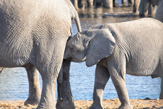 View of an adult elephant and a calf standing near a water source in Etosha National Park, Namibia.