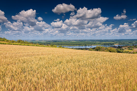 Golden wheat field sloping toward a wide river valley on a sunny summer day. Rural landscape concept.