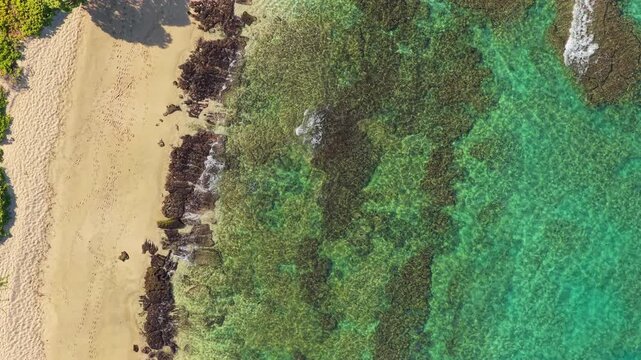 Drone aerial top down view of clear turquoise water over shallow coral reef meeting golden sandy beach with footprints and green trees on Big Island Hawaii tropical coastline in bright sunlight.