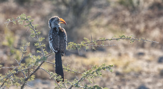 View of a Southern Yellow-billed Hornbill perched on a thorny branch in the arid landscape of Etosha National Park, Namibia.