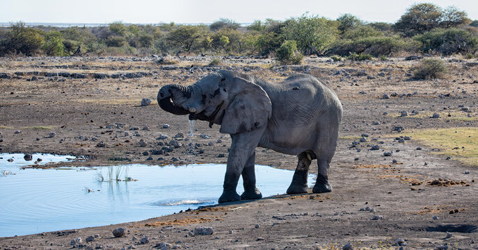 View of an African elephant drinking water from a waterhole in Etosha National Park, Namibia.