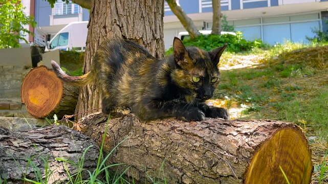 Tortoiseshell cat sharpening claws on cut tree trunk on green yard in residential area of Istanbul. Focused cat scratching wood in natural daylight with urban background