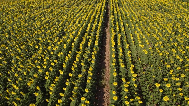 Aerial drone flight over an endless blooming sunflower field creating a scenic pattern with its perfectly aligned rows