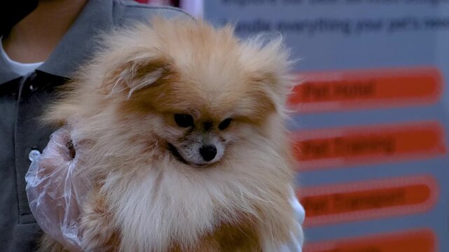 A cute puppy dog is laying in the arm's of owner, very excited puppy waving his tail. puppy with his best friend.