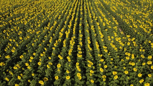 Drone flying over a beautiful sunflower field in summer showing agricultural cultivation and yellow flowers in full bloom
