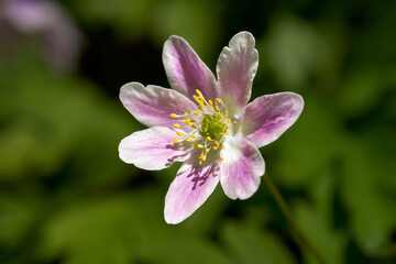 Obraz premium Rosa Buschwindröschen (Anemone nemorosa) einzelne Blüte in Nahaufnahme - Sulz am Neckar, Baden-Württemberg, Deutschland