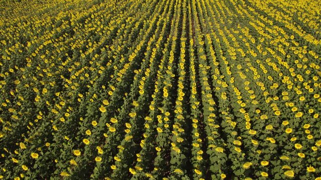 Drone flying forward above an endless agricultural field of blooming sunflowers in neat rows on a sunny summer day