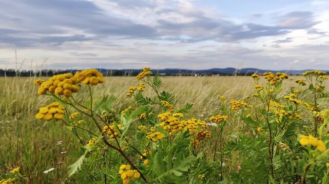 Vibrant yellow arnica flowers bloom amidst lush green meadow under a partly cloudy sky, with distant mountain ranges visible on the horizon.