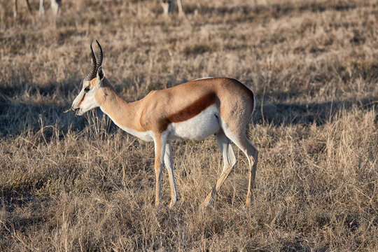View of a springbok grazing in the dry grasslands of Etosha National Park, Namibia.