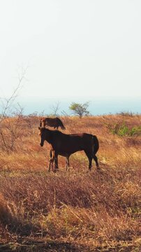 Aerial view of horses grazing in the dry savanna landscape of Puru Kambera in Kecamatan Kanatang, Nusa Tenggara Timur, Indonesia.